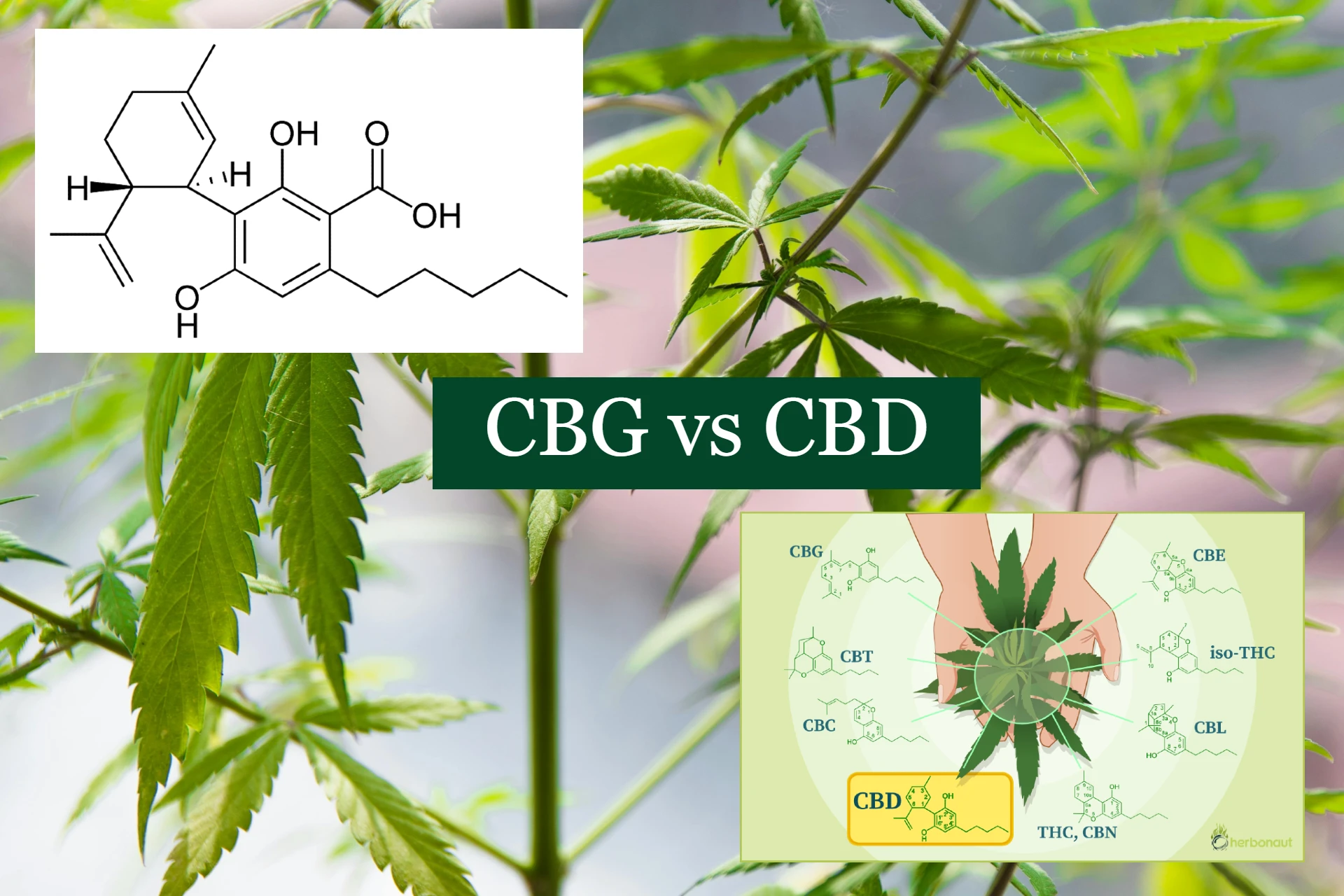 CBG vs CBD