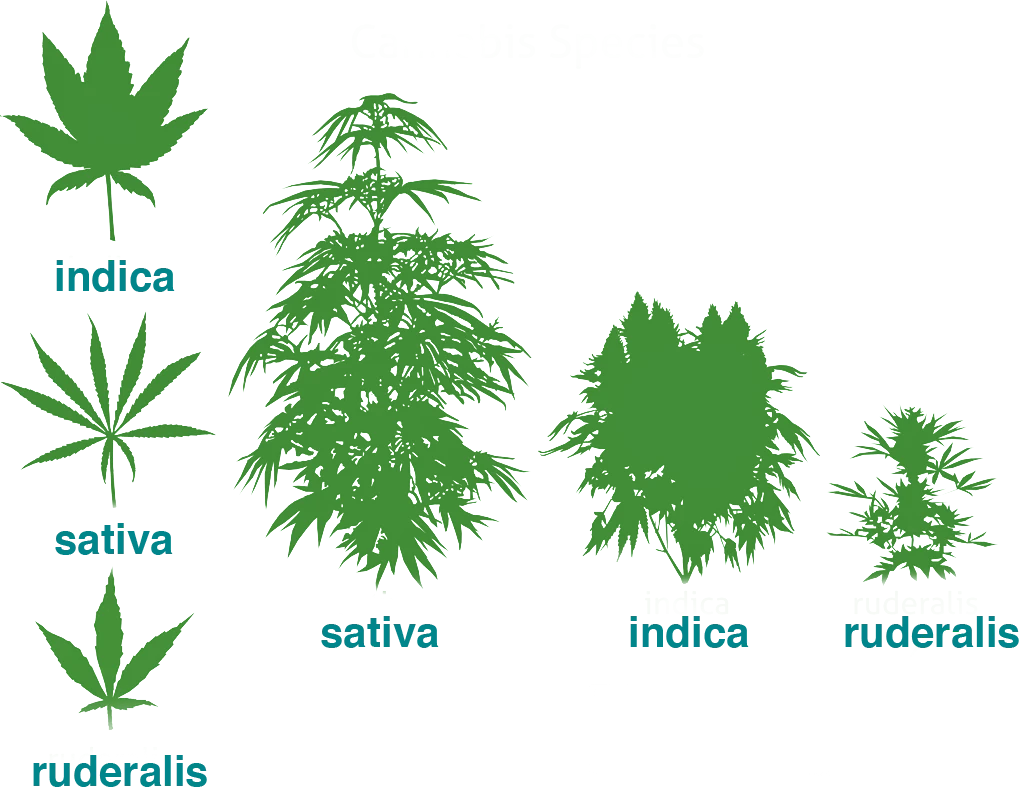 Indica, Sativa, and Hybrid: Best Cannabis for Sleep