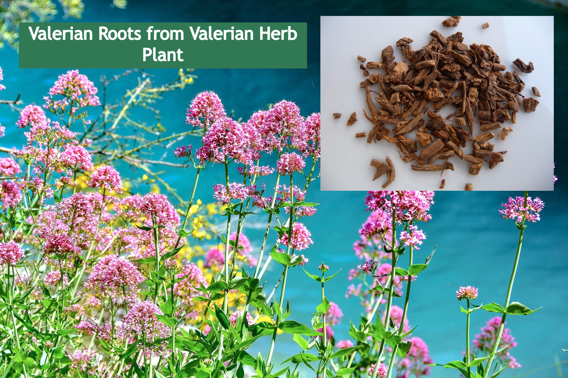 Valerian Root for Sleep valerian herb plant with pink flowers and dried roots: Valerian Root for Sleep