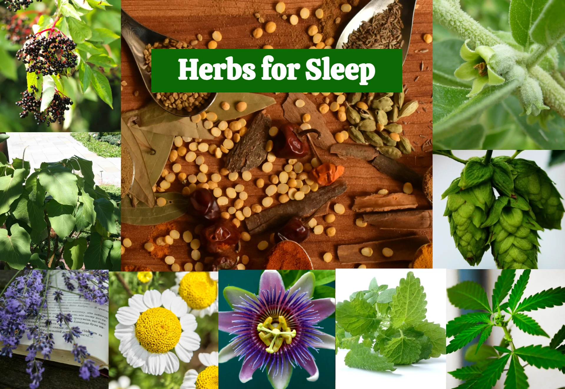 herbs for sleep