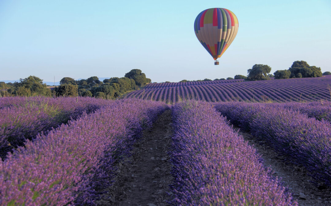 Lavender Oil for Sleep: How It Supports Restful Nights
