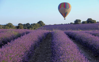 Lavender Oil for Sleep: How It Supports Restful Nights
