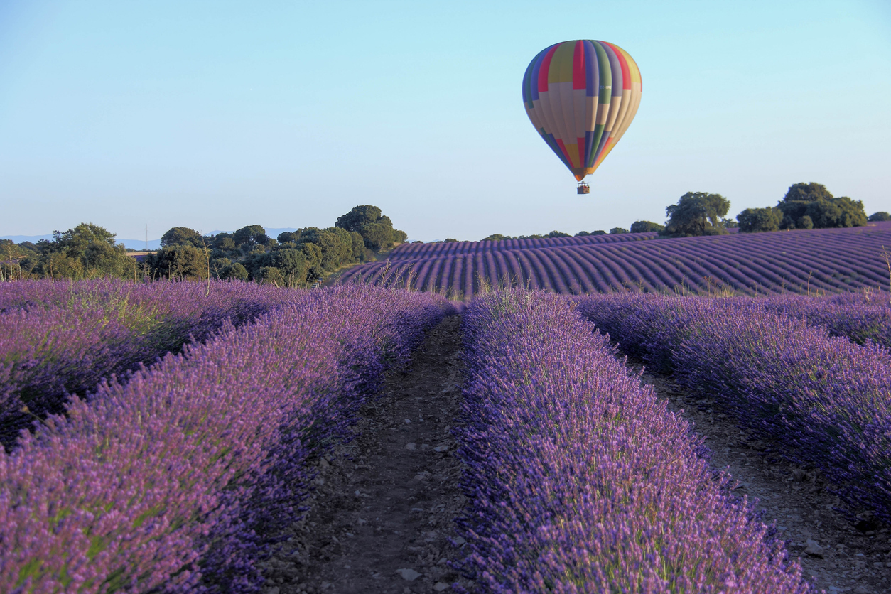 Lavender fields Lavender fields in Brihuega, Spain