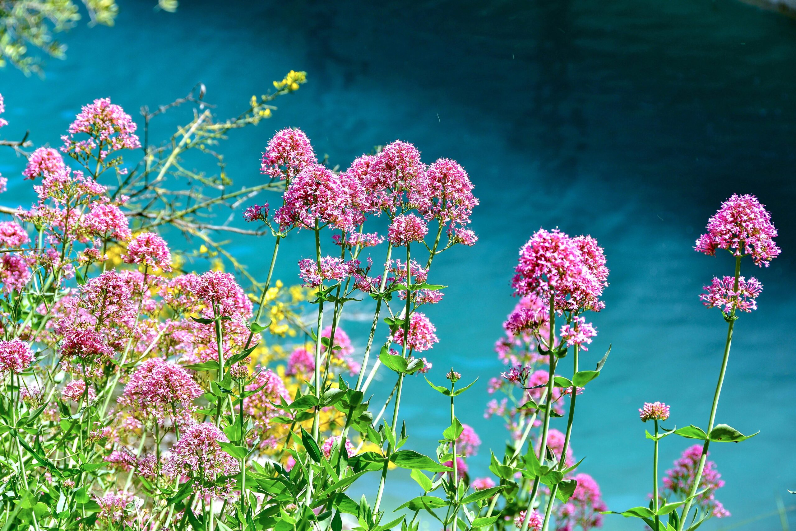 Valerian root for sleep